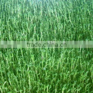 Hydroponics Animal Fodder Machine is Full Automatic Wheat, Barley, Alfalfa thumbnail-5