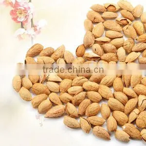 Chinese Badam Almond in Shell With QS Standard thumbnail-4