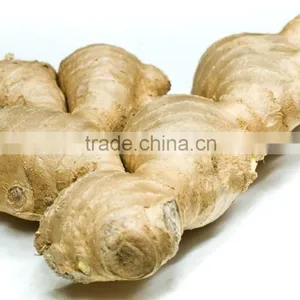 Chinese Fresh Ginger for Sale thumbnail-2