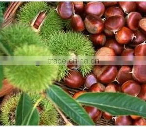 Fresh Chestnut thumbnail-1