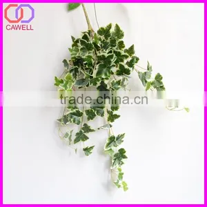 Important of Ornamental Plant thumbnail-4