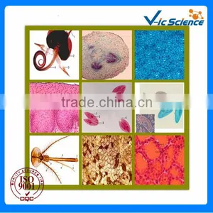 50pieces Set Mixed Basic Prepared Slides thumbnail-1