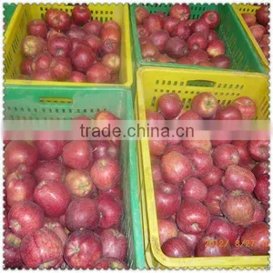Gansu Fresh Huaniu Apple thumbnail-1