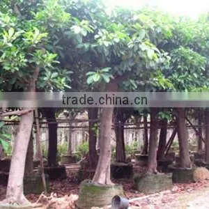 Ficus Altissima thumbnail-6
