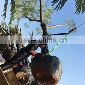 Delonix Regia thumbnail-6