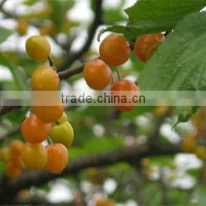 Fruit Tree Seedling thumbnail-3