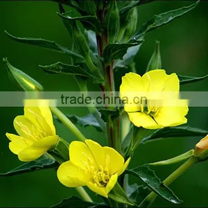 Organic Evening Primrose Oil Pure Vegetable Oil thumbnail-5