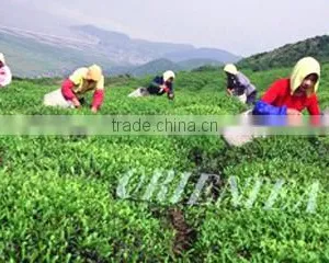 Orient Tea & Commodities Co., Ltd. company overview - view 1 thumbnail