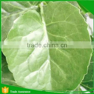Artificial Simulation Cheap Pterocarya Tree thumbnail-2