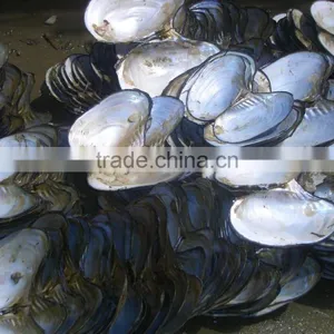 Wholesale Natural Raw River Shells for Button Making thumbnail-1