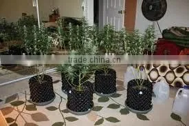 in Door Plant Pot thumbnail-1