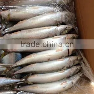Frozen FIsh Mackerel Fish thumbnail-3