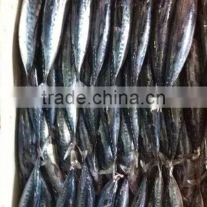 Frozen Bonito Fish 200-300g, Chinese Seafood Export thumbnail-1