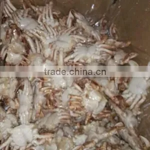 Frozen Sand Crab Whole thumbnail-1