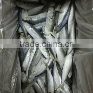 Sea Frozen Horse Mackerel thumbnail-4