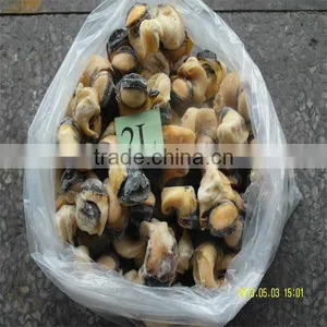 Sea Frozen Conch Meat thumbnail-1