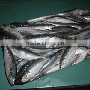 Frozen Horse Mackerel 18cm From China thumbnail-1