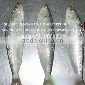 Frozen Seafood Sardines Fish Supplier thumbnail-1
