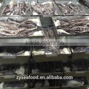Whole Giant Loligo Peru Squid for Canning thumbnail-2