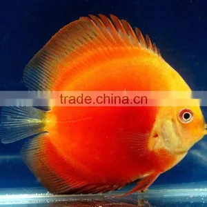 Discus Fish From Thailand. thumbnail-1