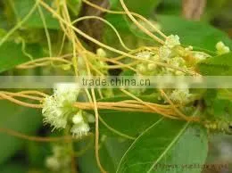 Cuscuta Reflexa thumbnail-1