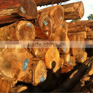 YELLOW BALAU(BATU) LOGS WITH ORGIN FROM LAOS thumbnail-1