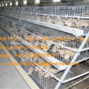 Kuwait Chicken Farming Chicken Supplier A Type Pullet Cage & Day Old Chick Cage Equipment With 90-200 Chicken thumbnail-1