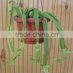 Best Quality Cissus Quadrangularis Powder Sale thumbnail-3
