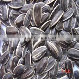 Sunflower Seed thumbnail-1