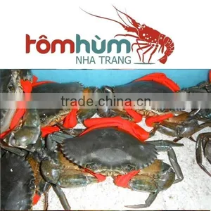 LIVE Egg Mud Crab Vietnam, Female Mud Crab thumbnail-6