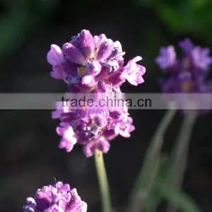 100% Pure & Natural, Lavender Oil, GMP / ISO thumbnail-1