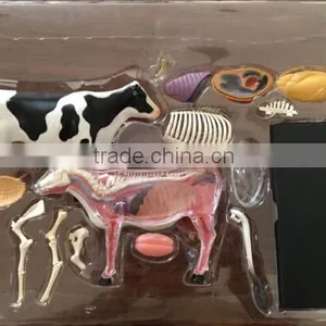 V-AM048 4D MASTER Cow Specimen Anatomical Model thumbnail-6