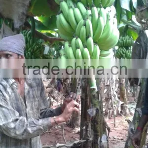 Green Fresh Cavendish Banana From India thumbnail-5
