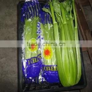 Fresh Celery Net Weight 9kg thumbnail-1