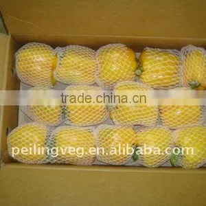 2013 NEW CROP FRESH BELL PEPPER thumbnail-5