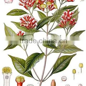 Clove thumbnail-1