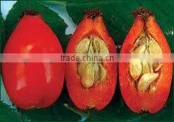 Wholesaler and Exporter of Rosehip Seed Oil thumbnail-1