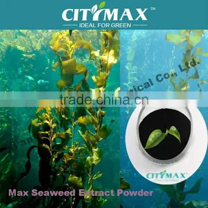 HOT!!! Strong Soluble Seaweed Bio Fertilizer thumbnail-1
