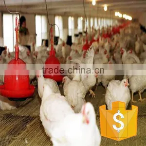 China Cheapest Automatic Feeder Pan and Drinker Nipples thumbnail-4
