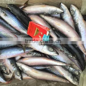 Fresh And Frozen Fish Pacific Mackerel thumbnail-2