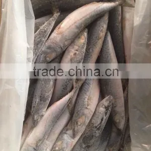 150-200g , Seafrozen Pacific Mackerel , 15kg Ctn thumbnail-1