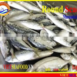 FROZEN W/R MARUADSI thumbnail-6