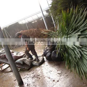 Cold Hardy Outdoor Plants thumbnail-1