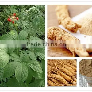 Hotsale Ginseng Extract GMP Factory Granule thumbnail-1