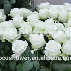 Wholesale Fresh Cut Flowers Rose Avalanche Flower From Kunming thumbnail-5