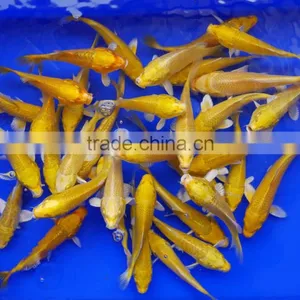 Ogon Koi Carp Fish Wholesale in Thailand thumbnail-1