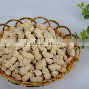 High Quality Roasted Peanut in Shell Roasted and Salted Peanuts Shell thumbnail-1