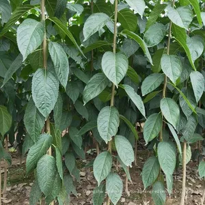 100% Pure Eucommia Extract Chlorogenic Acid Powder 5-98%（10% 25% 30% 50% 90%） (HPLC) thumbnail-3