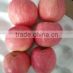 Top Quality Fresh Red Fuji Apple thumbnail-2