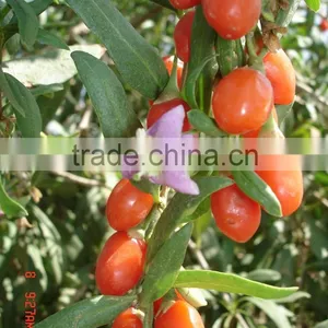 Gojiberry From Our Own Organic Goji Farm thumbnail-3